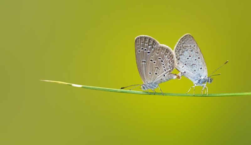 Insectwatching - Banner