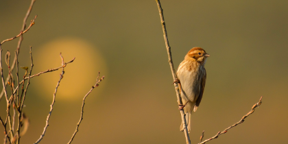 Escursione a Bosco Tanali - Birdwatching