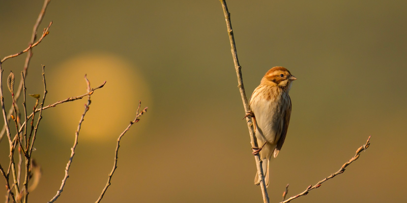 Birdwatching - Banner