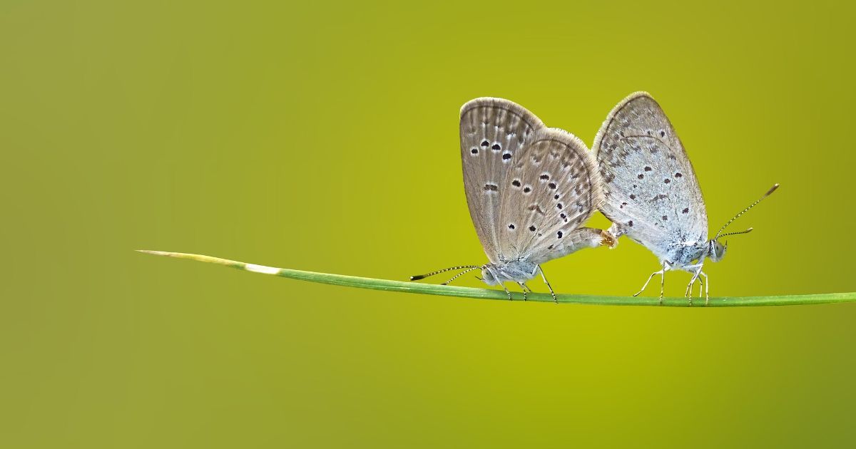 Comune di Bientina - Bosco Tanali - Insectwatching