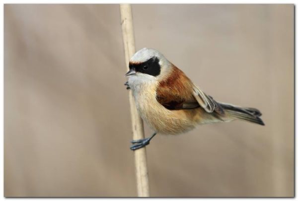 Pendolino (Remiz Pendulinus)